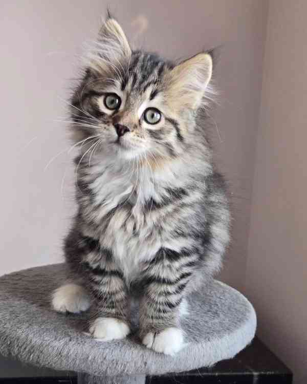 Hledá se milující domov pro roztomilá koťátka 🏡