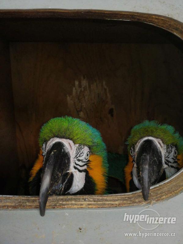 Chov dvojic modré a zlaté papoušky - foto 3