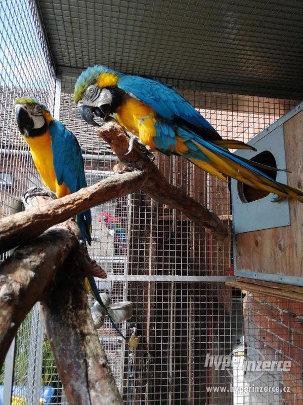 Chov dvojic modré a zlaté papoušky