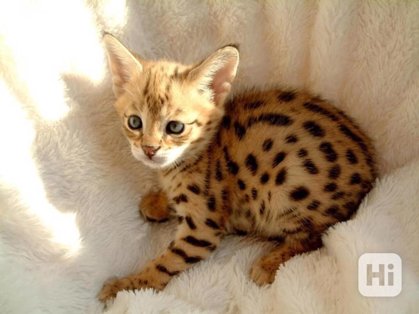 Koťata plemene Savannah a Caracal - foto 1