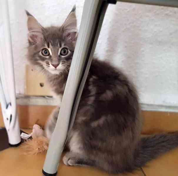 Rozkošné kotě Mainské mývalí kočky - foto 2