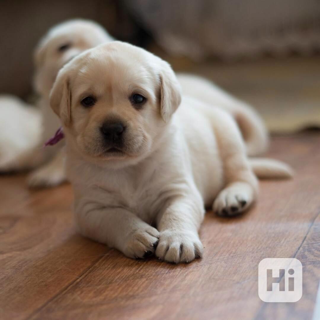 Krásná štěňata labradorů připravená na svůj trvalý domov!* - foto 1
