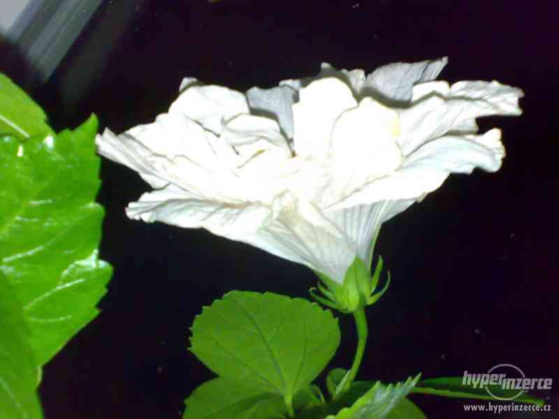 Ibišek pokojový, bílý plnokvětý, XL - foto 2
