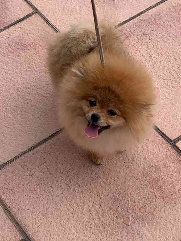 Pomeranian - foto 2