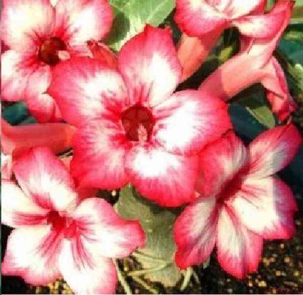 Adenium obesum 'star of big romance' - semena