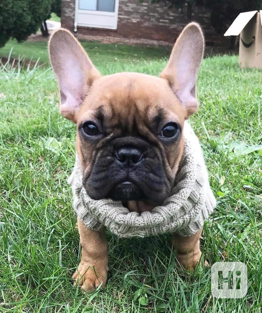 Rozkošní francouzskí buldočci - pejsci a feny! 🐾 - foto 1