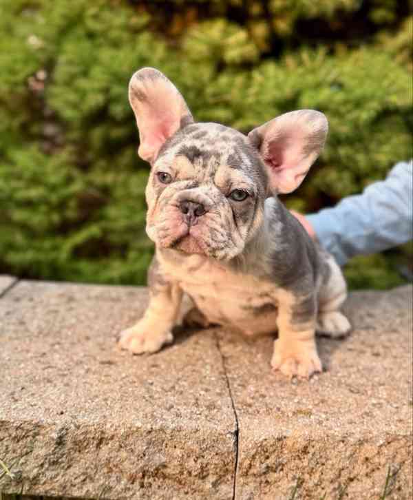 Rozkošní francouzskí buldočci - pejsci a feny! 🐾 - foto 2