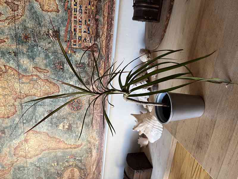 Dracena