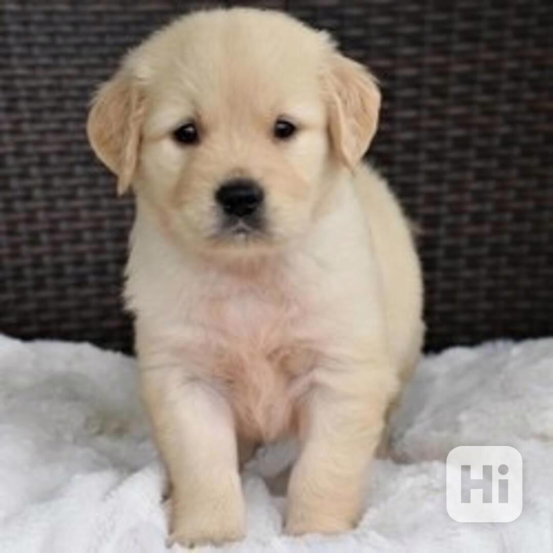 dog - foto 1