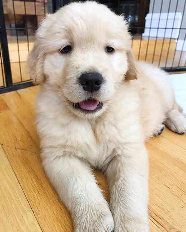 dog - foto 2