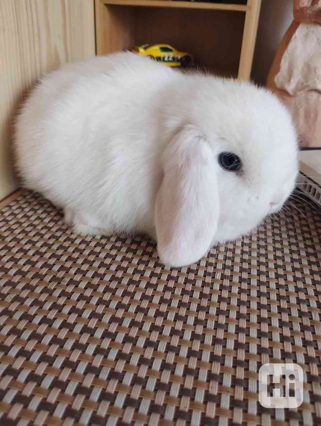 Králík  - foto 1