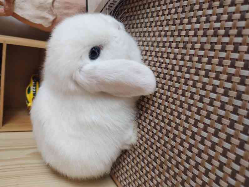 Králík  - foto 1
