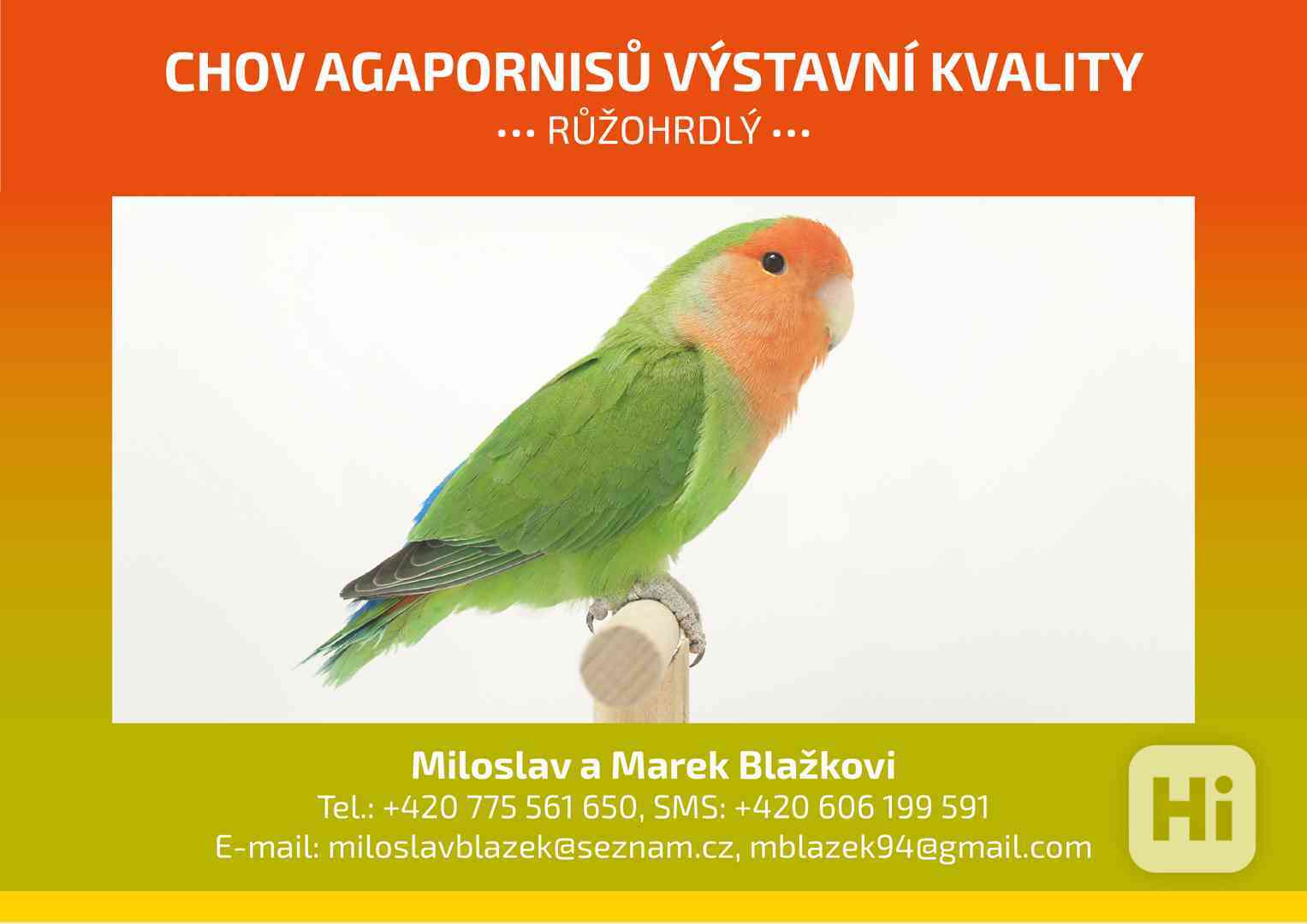 Agapornis růžohrdlý - odchovy - foto 1