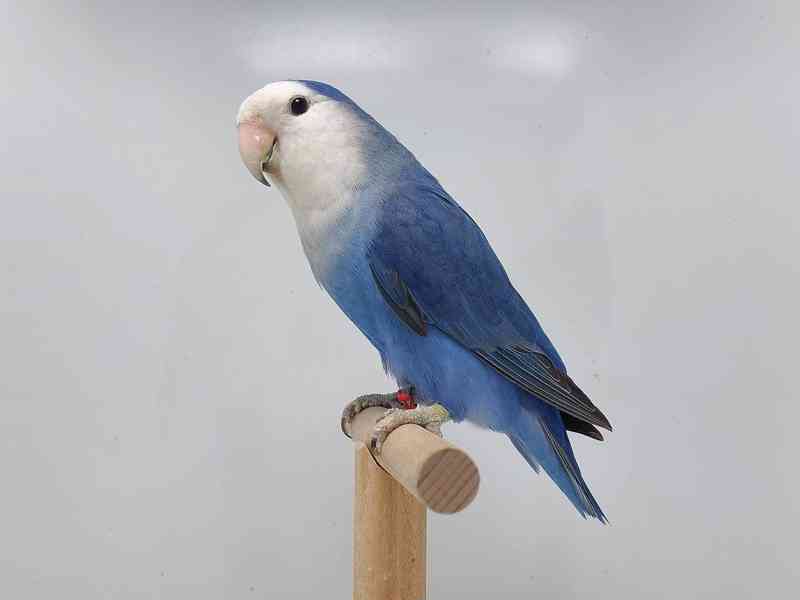 Agapornis růžohrdlý - odchovy - foto 8