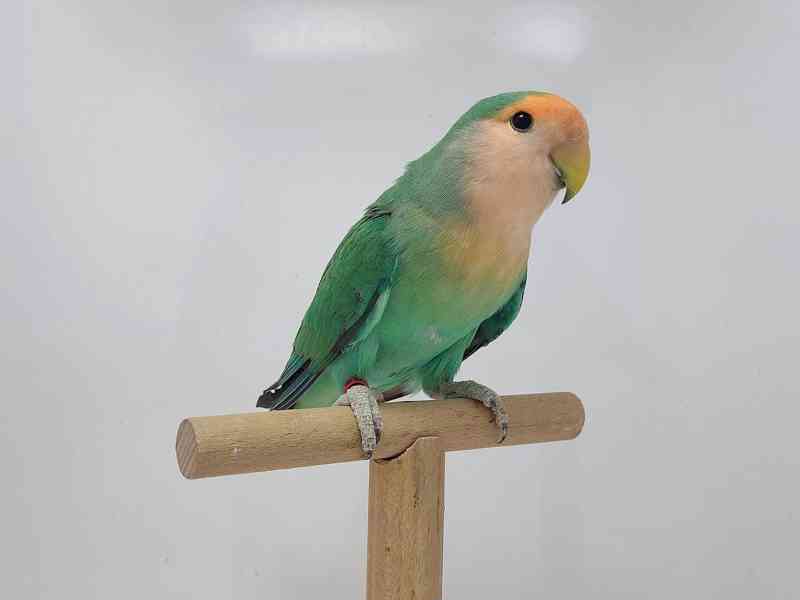 Agapornis růžohrdlý - odchovy - foto 5