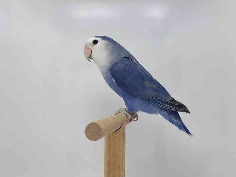 Agapornis růžohrdlý - odchovy - foto 4
