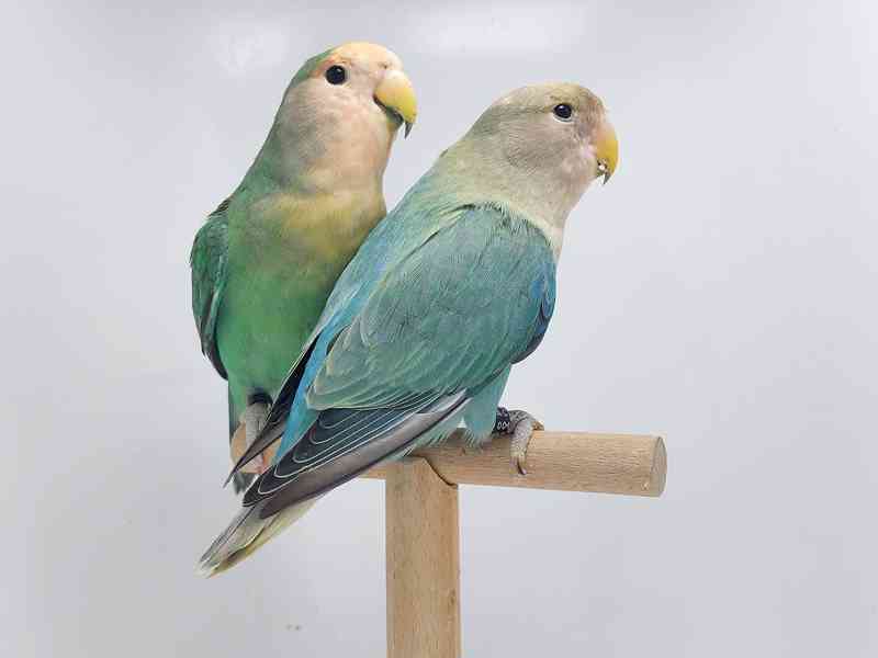 Agapornis růžohrdlý - odchovy - foto 9
