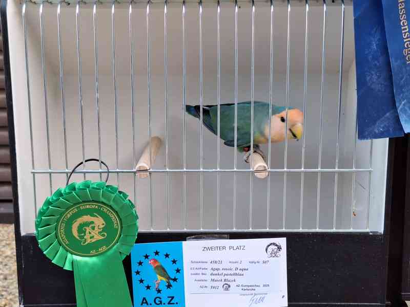 Agapornis růžohrdlý - odchovy - foto 3