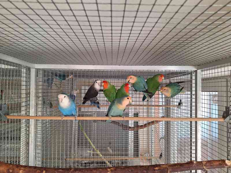 Agapornis růžohrdlý - odchovy - foto 2
