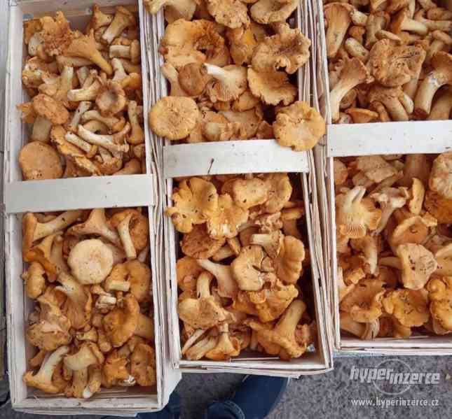 Čerstvé a solené houby (lišky) - foto 6
