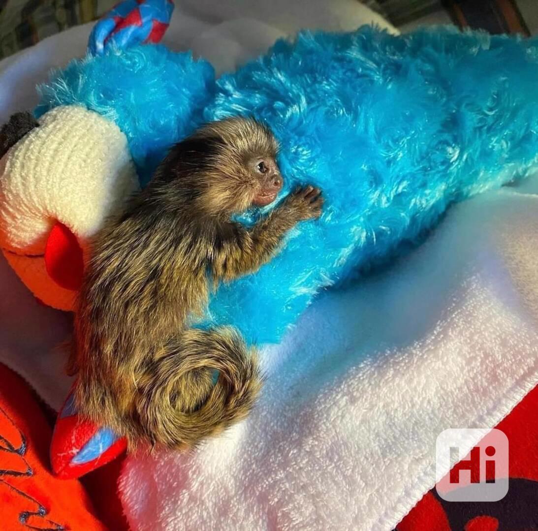 Kosmani k adopci - foto 1