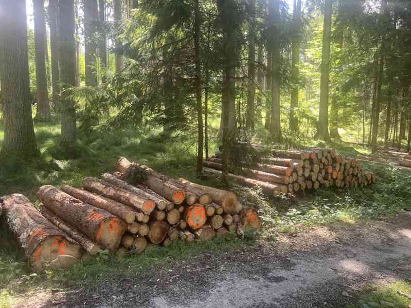 Prodej lesa / dříví / lesní služby - foto 5