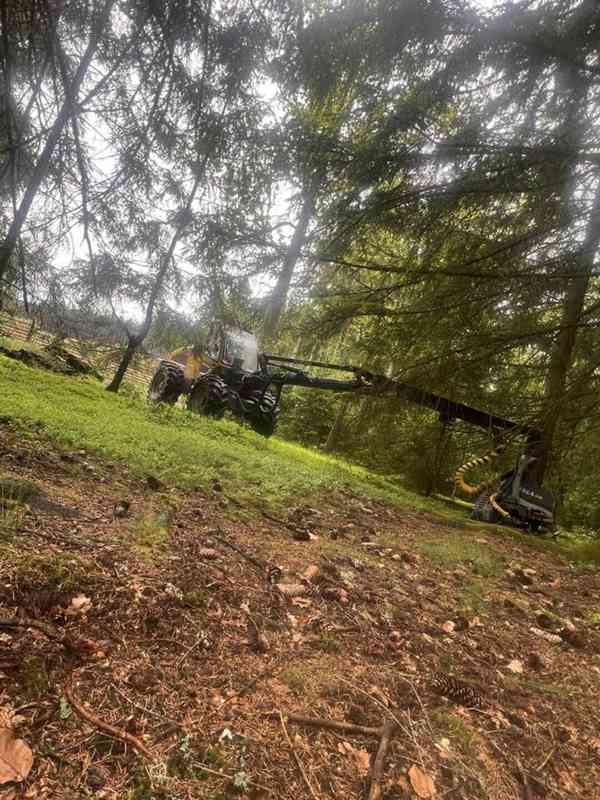 Prodej lesa / dříví / lesní služby - foto 2