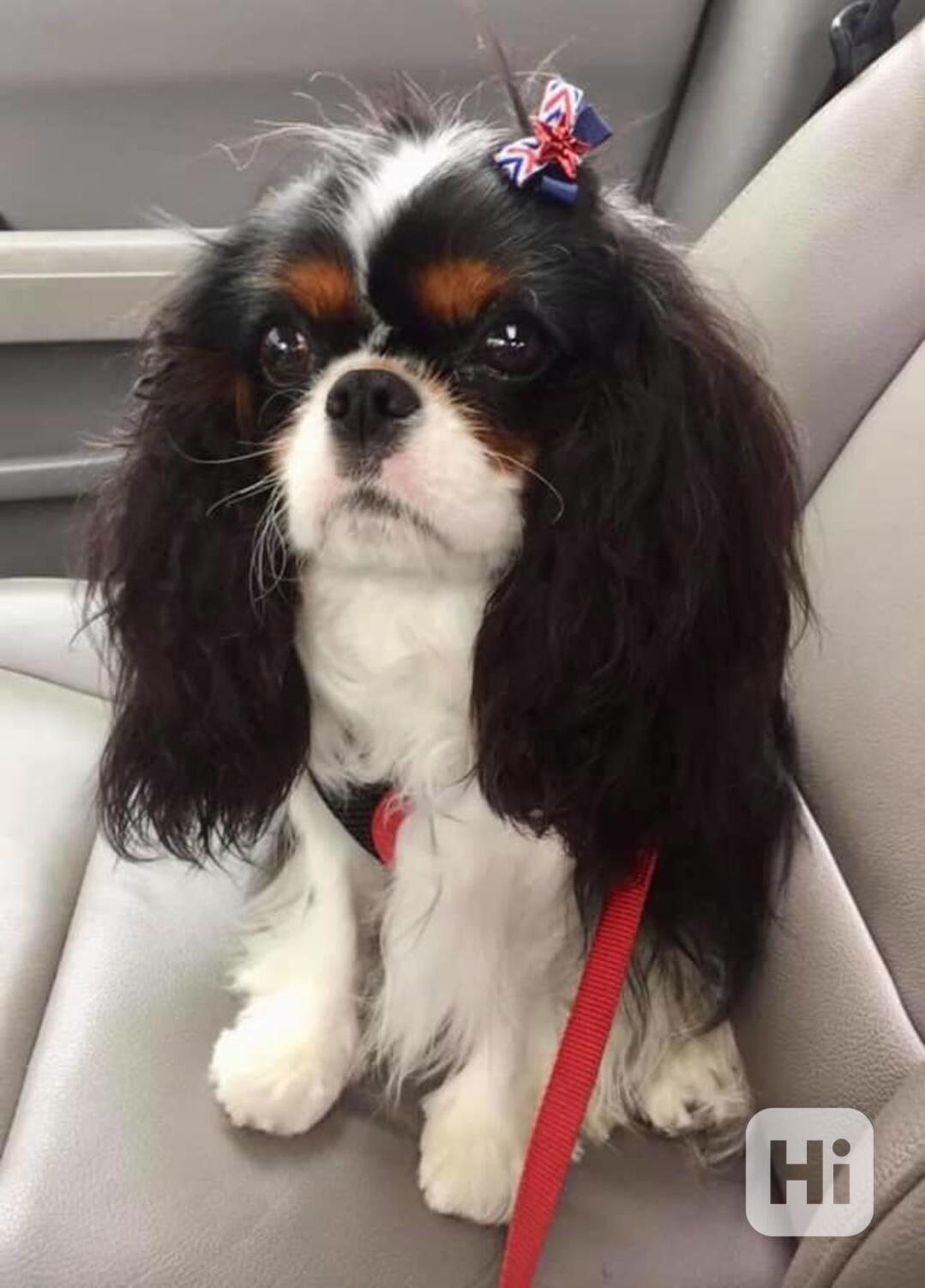 King charles španěl - štěňata - foto 1