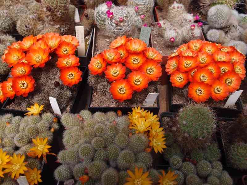 Prodám 50 letou obsáhlejší sbírku kaktusů - foto 3