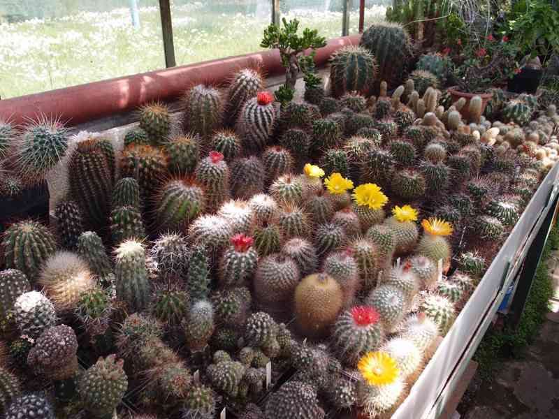 Prodám 50 letou obsáhlejší sbírku kaktusů - foto 2