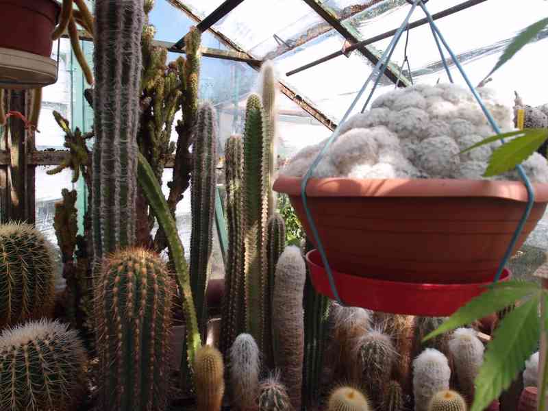 Prodám 50 letou obsáhlejší sbírku kaktusů - foto 8