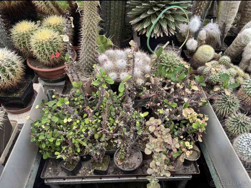 Prodám 50 letou obsáhlejší sbírku kaktusů - foto 22