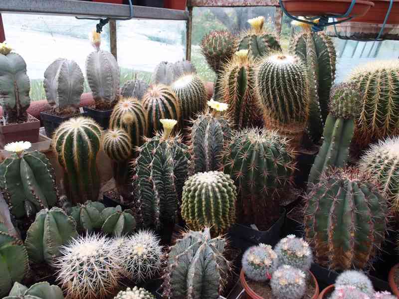 Prodám 50 letou obsáhlejší sbírku kaktusů - foto 6