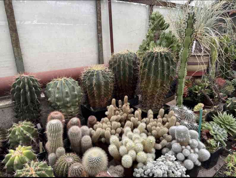 Prodám 50 letou obsáhlejší sbírku kaktusů - foto 23