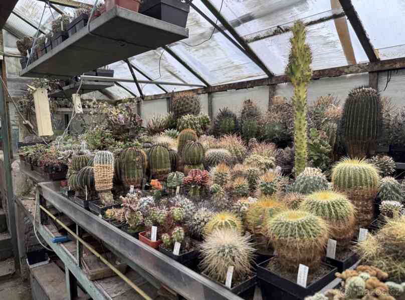 Prodám 50 letou obsáhlejší sbírku kaktusů - foto 19