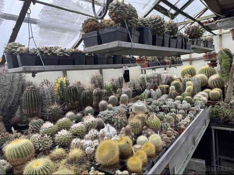 Prodám 50 letou obsáhlejší sbírku kaktusů - foto 20