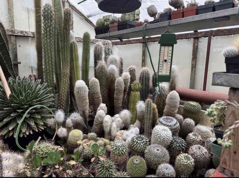 Prodám 50 letou obsáhlejší sbírku kaktusů - foto 17