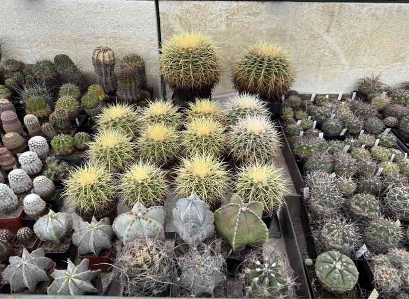 Prodám 50 letou obsáhlejší sbírku kaktusů - foto 26
