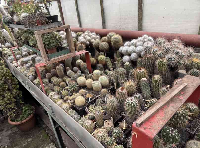 Prodám 50 letou obsáhlejší sbírku kaktusů - foto 21