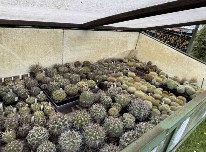 Prodám 50 letou obsáhlejší sbírku kaktusů - foto 15