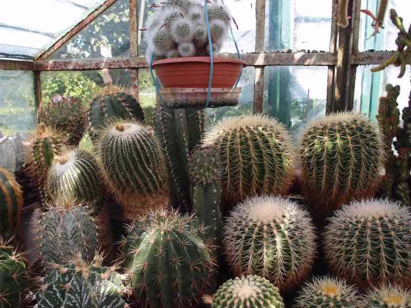 Prodám 50 letou obsáhlejší sbírku kaktusů - foto 7