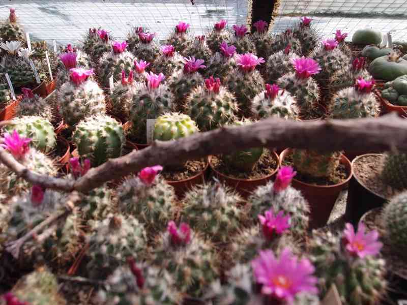 Prodám 50 letou obsáhlejší sbírku kaktusů - foto 1