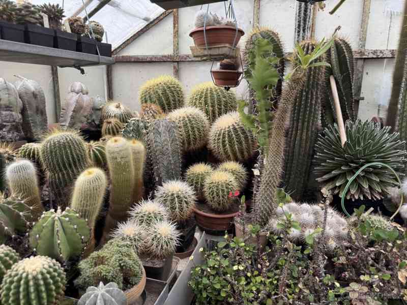 Prodám 50 letou obsáhlejší sbírku kaktusů - foto 16