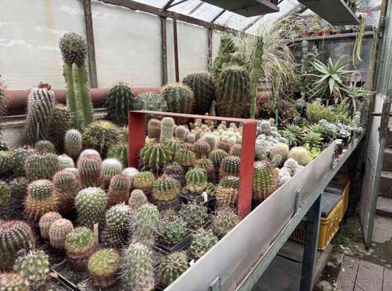 Prodám 50 letou obsáhlejší sbírku kaktusů - foto 18