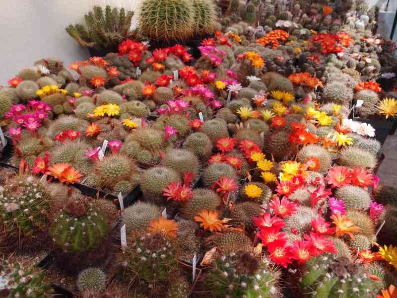 Prodám 50 letou obsáhlejší sbírku kaktusů - foto 4