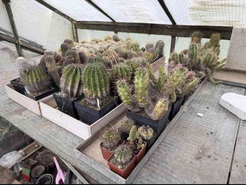 Prodám 50 letou obsáhlejší sbírku kaktusů - foto 24