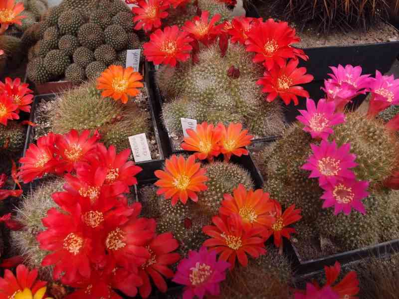 Prodám 50 letou obsáhlejší sbírku kaktusů - foto 13