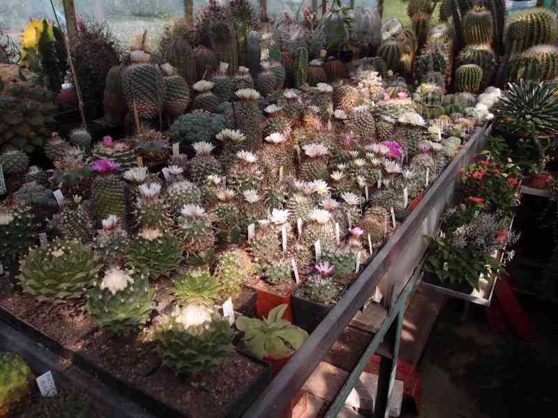 Prodám 50 letou obsáhlejší sbírku kaktusů - foto 12