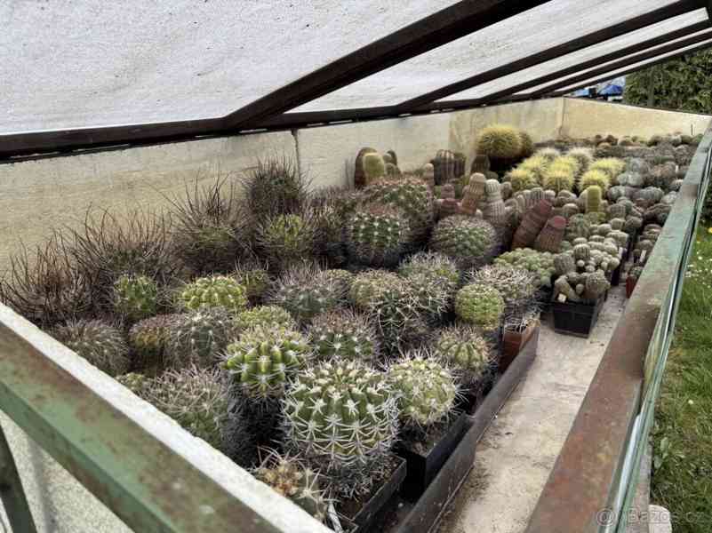 Prodám 50 letou obsáhlejší sbírku kaktusů - foto 25