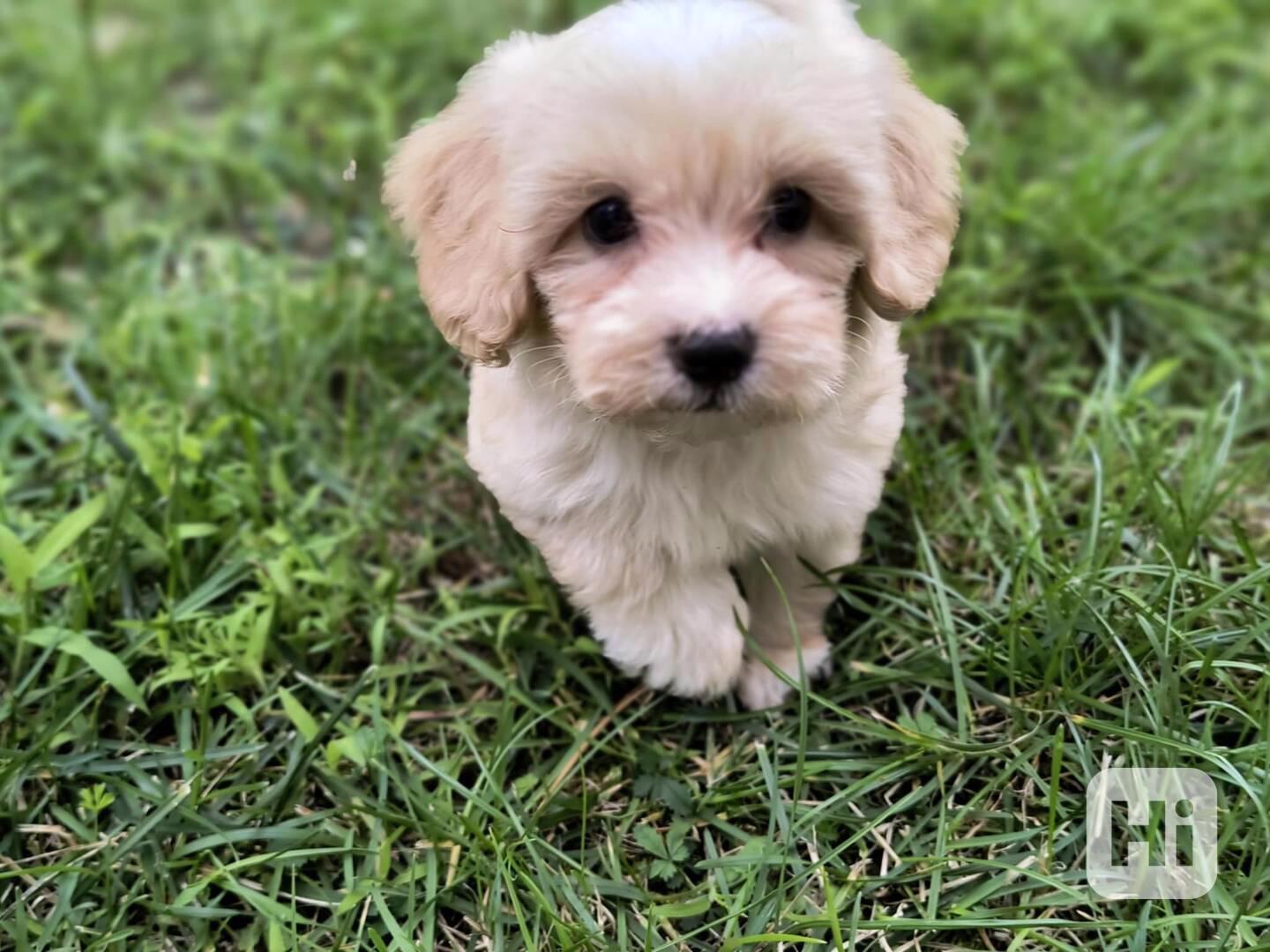 Maltipoo - foto 1